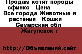 Продам котят породы сфинкс › Цена ­ 4 000 - Все города Животные и растения » Кошки   . Самарская обл.,Жигулевск г.